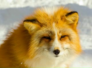 лиса желтого цвета. желтый лисица. лиса фенек. Fnf fox yellow. лиса весной.