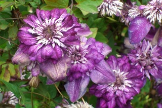 клематис флорида. клематис трикатрей. клематис кассис регал. клематис кассис фиолетовый. клематис трангайлите р7.