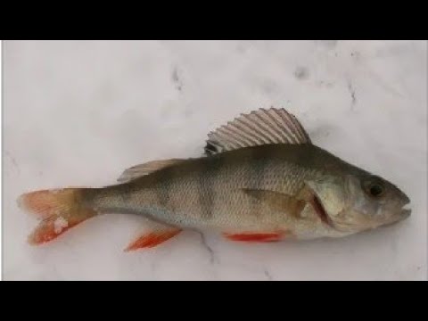 НА ЗИМНЮЮ РЫБАЛКУ С ДОЧКОЙ В ВЫХОДНОЙ a winter fishing trip with my daughter