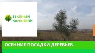 ОСЕННИЕ ПОСАДКИ ДЕРЕВЬЕВ - ПАВЛОВНИЯ, ИВА, СОСНА и ДУБ