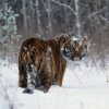 Аватар: Таня Калмыкова