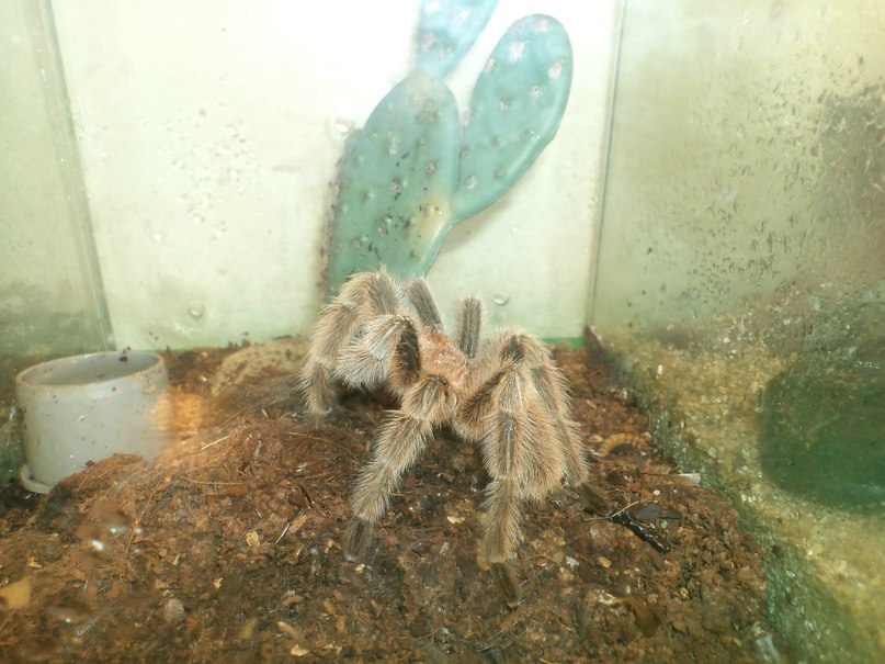 Ирина Соболева Алексеевна | Хабаровск