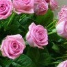 №15, Версалия Соколова, 35 лет №15, Версалия Соколова, 35 лет