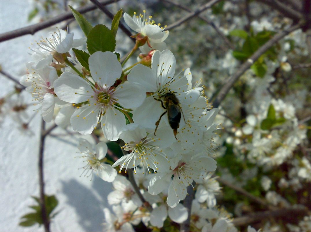 Роман Шарковський | Ольшанка