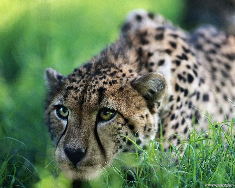 Елена Мурашова | Москва