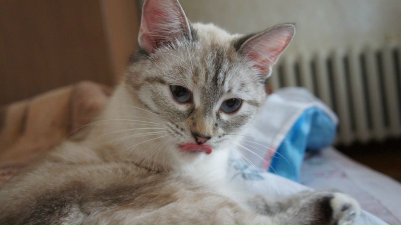 Юлия Шурупова | Санкт-Петербург