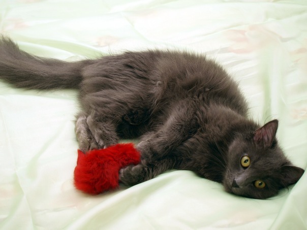 №19, Виктория Пищулина №19, Виктория Пищулина