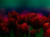 Анна Суровикина | Москва