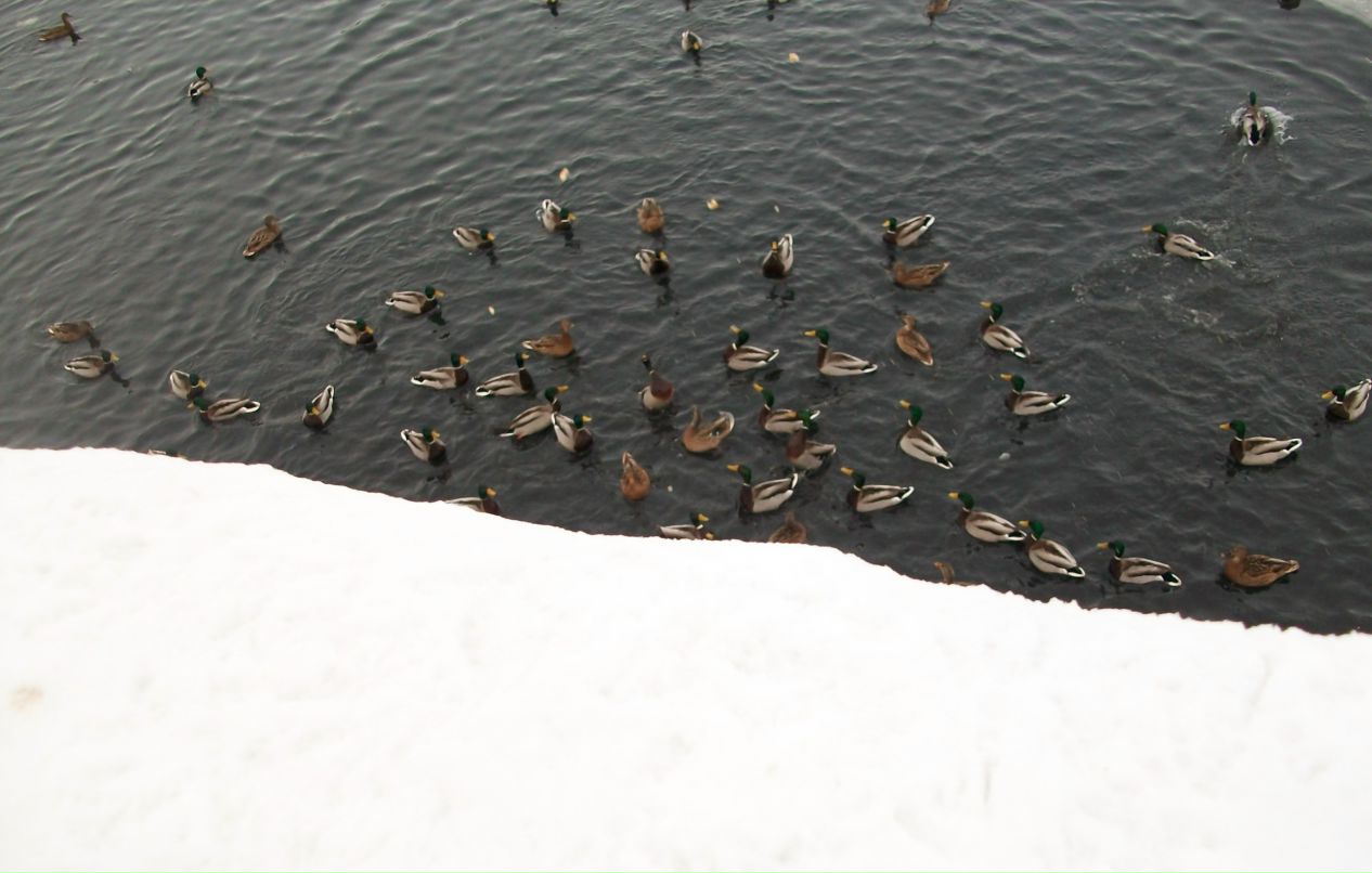 Алёнка Блохина | Челябинск