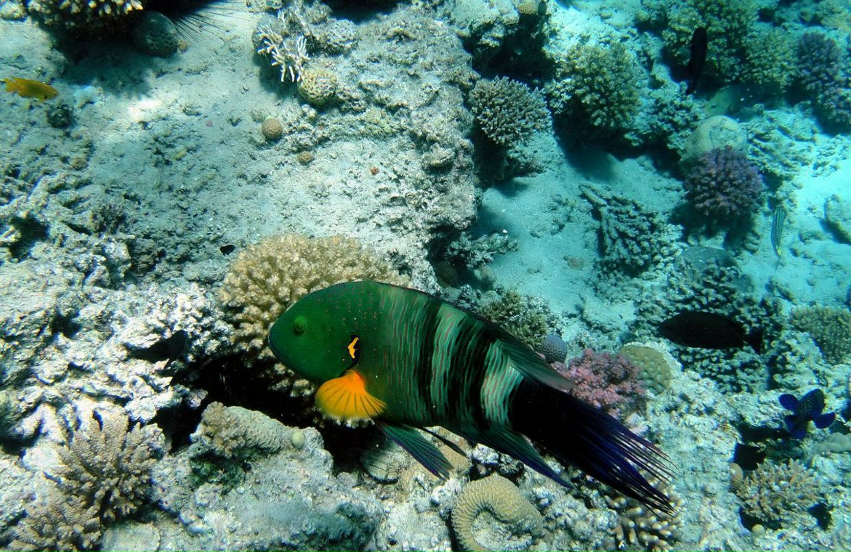 Александр Кирпичёнок | Санкт-Петербург