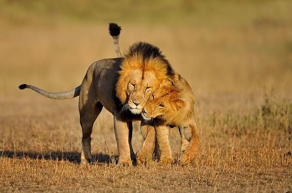 Виктор Фирсов | Тюмень