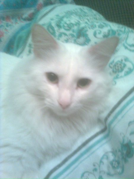 №65, Дмитрий Стародымов, Краснодар №65, Дмитрий Стародымов, Краснодар