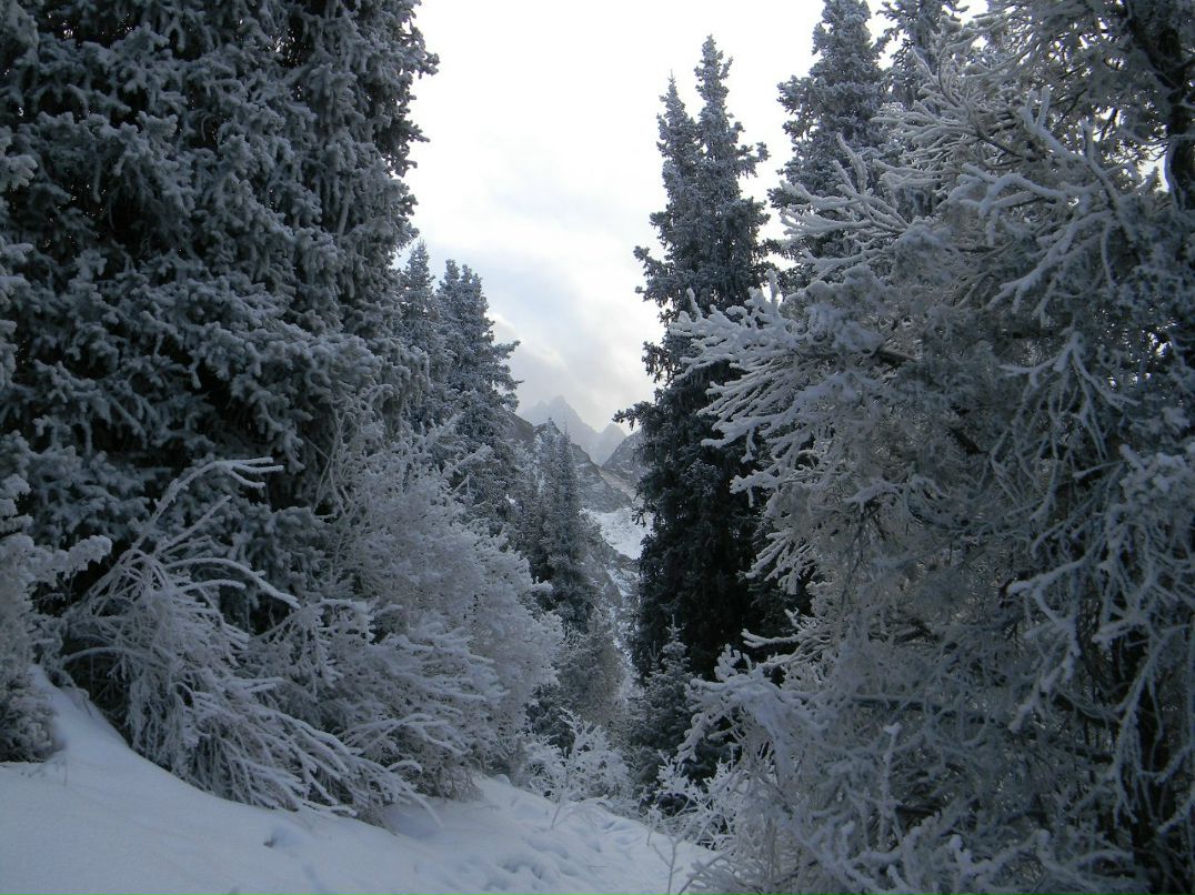 Паша Цветов | 