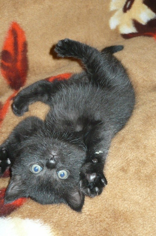 Лера Несветова | 