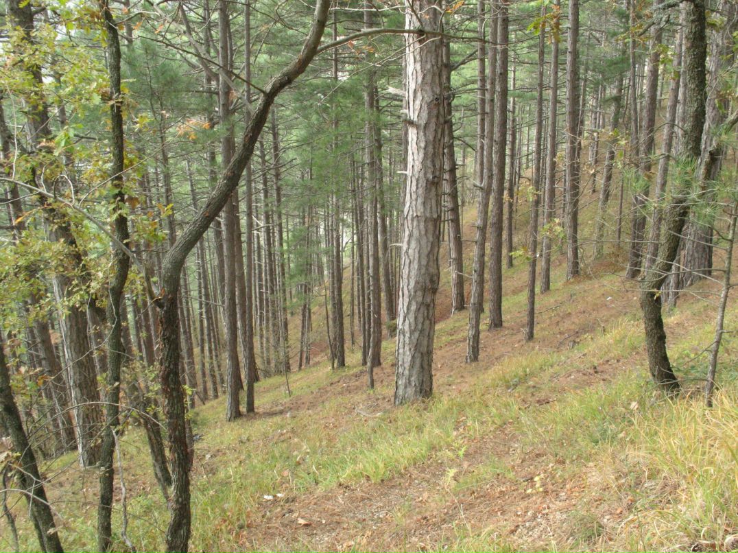 Александр Симов | Chicago