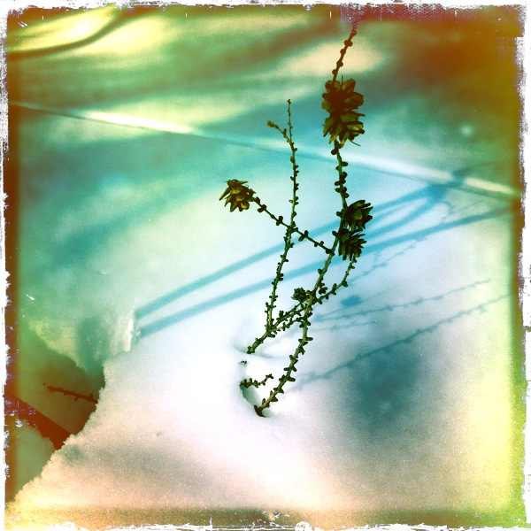 Елена Смоголь | Магадан