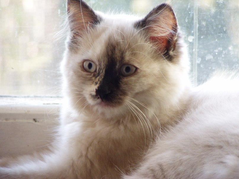 Ксения Уэльская | Киев