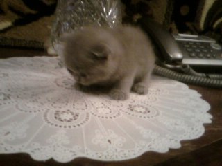 Алиса Крайнова добрая девочка,Я СКАЗАЛА ДОБРАЯ! | Алексеевка