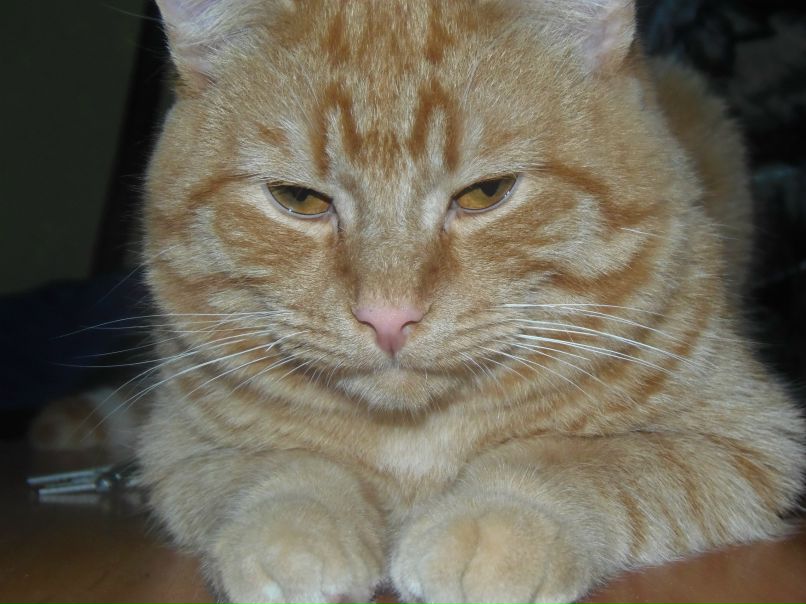 Анна Шаранова | Малиновский