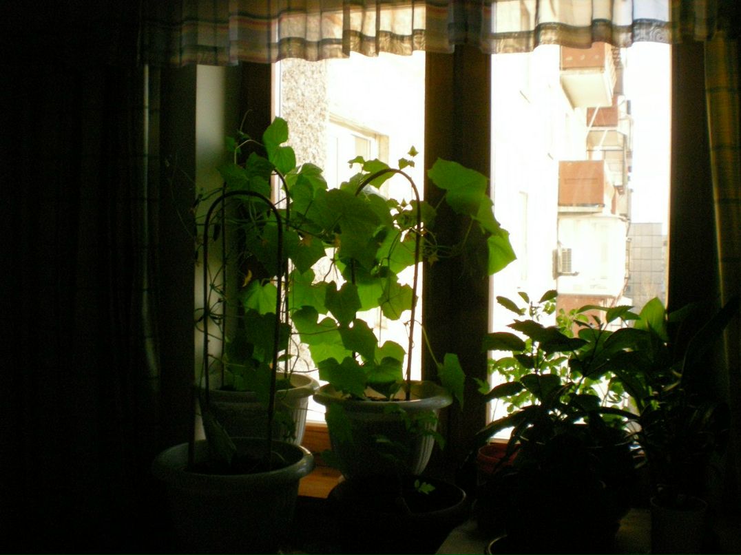 Ольга Коновалова | Челябинск