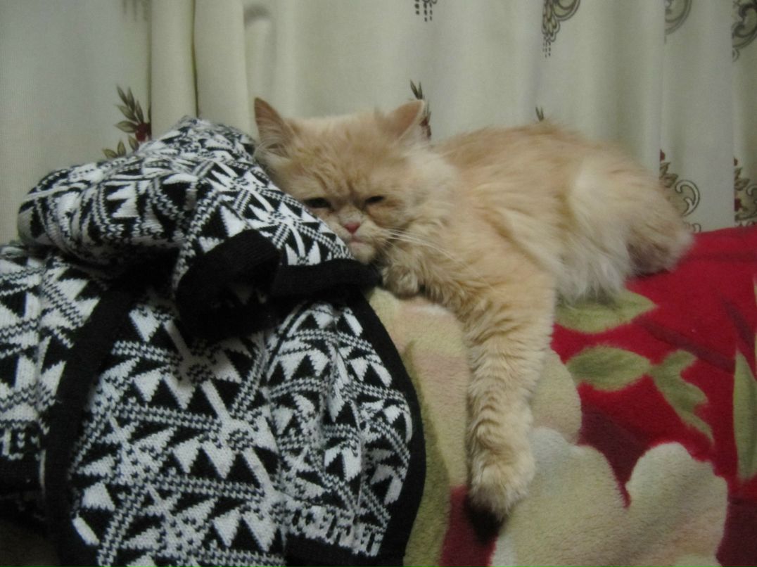 Анжелика Молотова | Зеленодольск