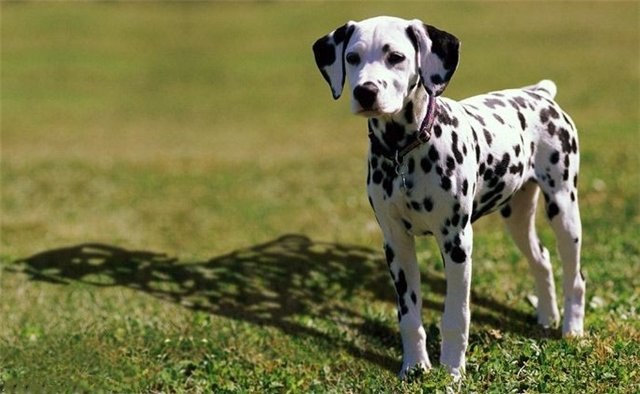 Юлія Кудлаєва ♀ ♂. with love ♀ ♂. | Днепр (Днепропетровск)