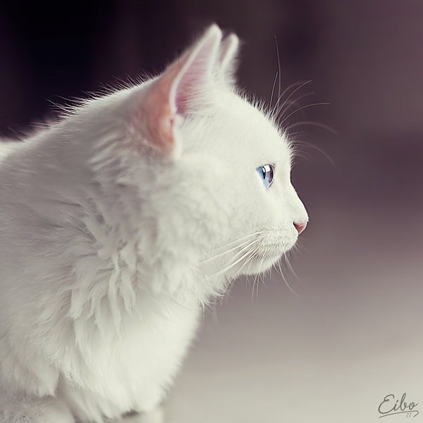 Светлана Нагорная | Полтава