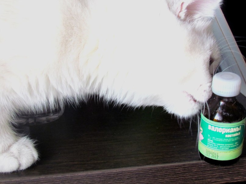 Валерия Дашут ܓ | Москва