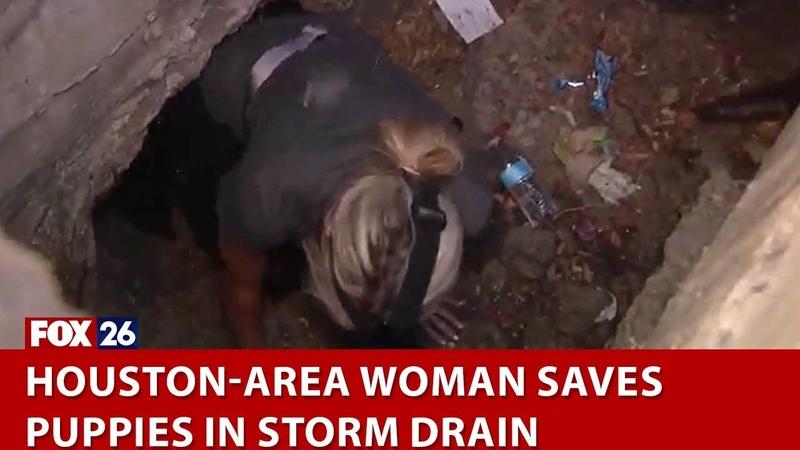 Houston area woman saves puppies in storm