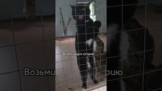 Они плачут,  чтобы на них обратили внимание #cat #приют #животные #спасение #котик