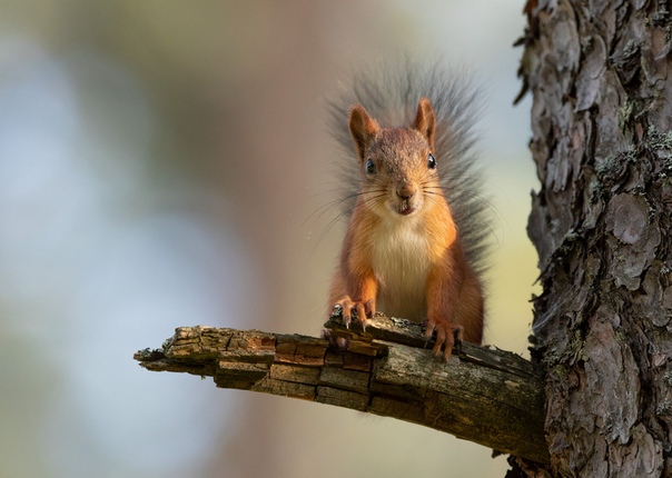 так белочки решили. белка с орехом. так белочки решили. белка 4к. дикие животные белка и бельчонок.