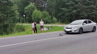 65-летняя женщина серьезно пострадала в ДТП на территории Мозырского района