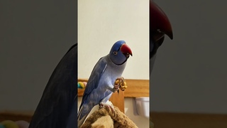 Mr Riri est content 💙😍 #parrot #perroquet #cuteparrot #cute
