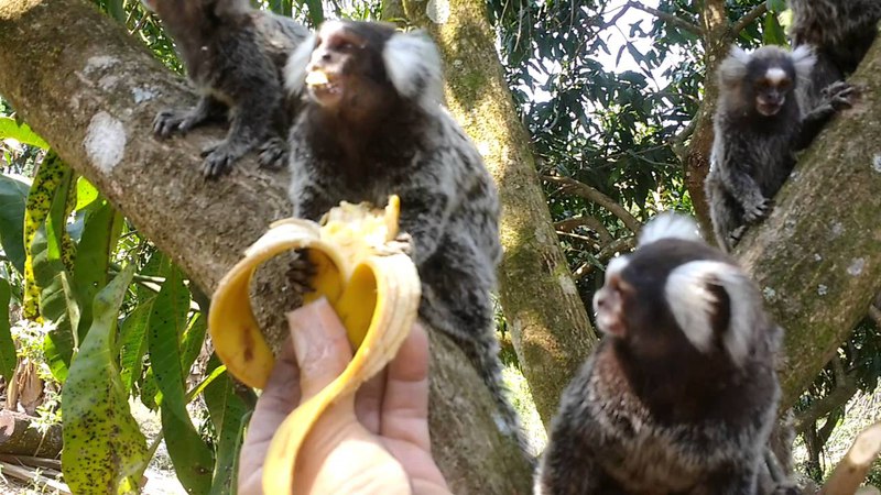 Sagüi comendo