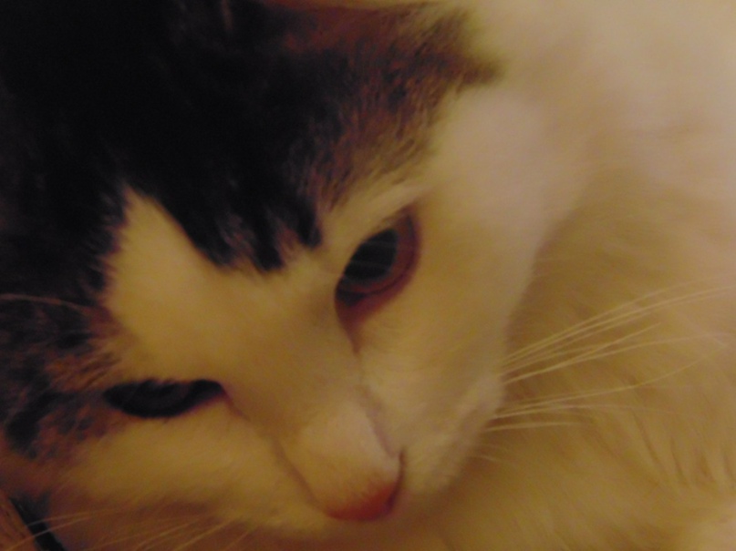 Ольга Никифорова | Санкт-Петербург