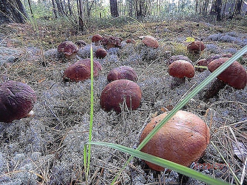 Владимир Васильев Владимирович | Великий Новгород