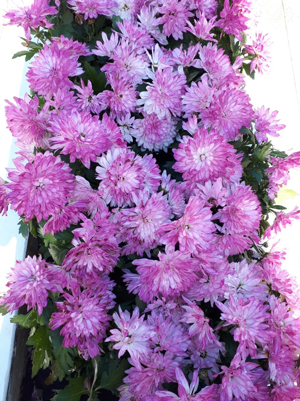 Татьяна Конева Алексеевна | Ставрополь