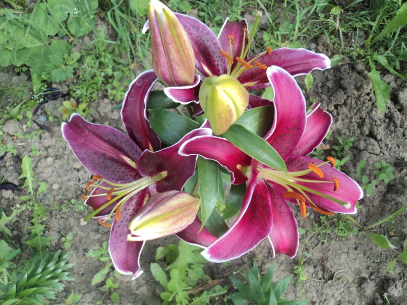 Ольга Сосина | Грязовец