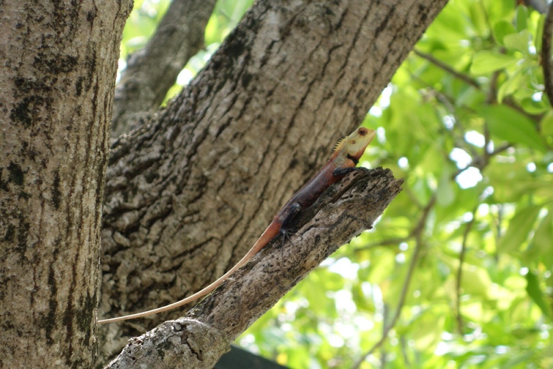 Олечка Покушалова |