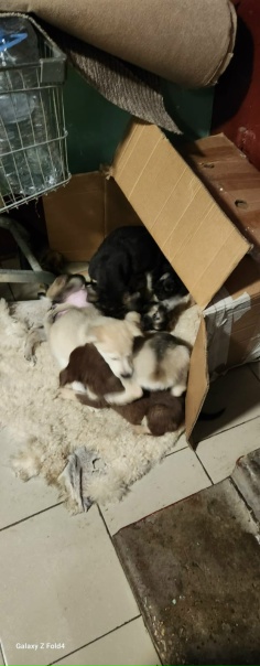 На ул пролетарская дом 15 (1 подъезд) подкинули щенков....