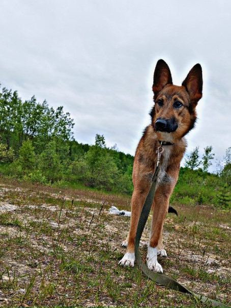 Всем привет меня зовут Арчи 🙃Я послушный и активный...