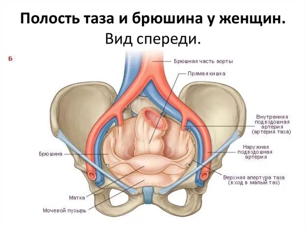 Малый таз у мужчин где находится - CollectPhoto.ru