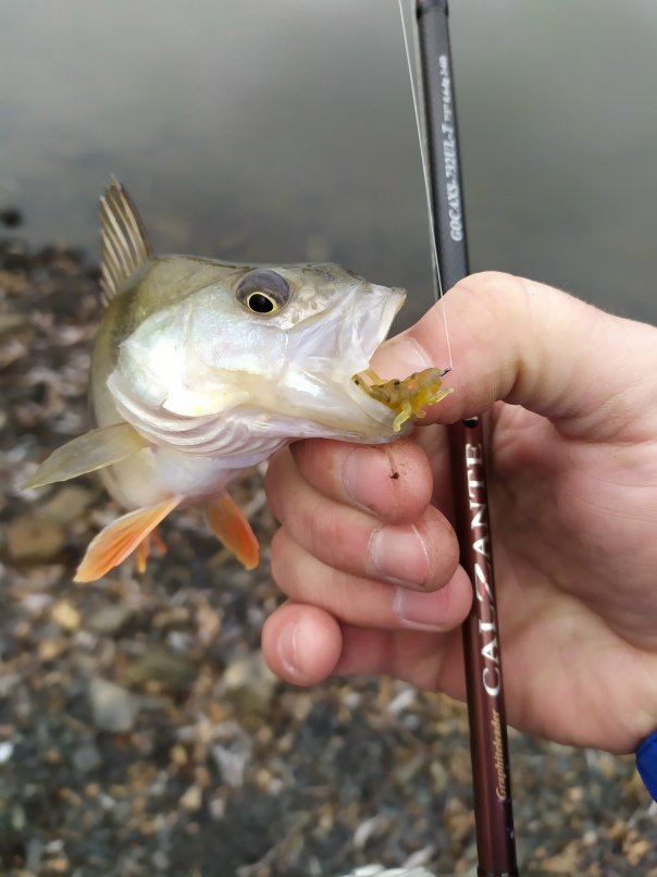 Дмитрий Маслов | Свердловск / Должанск