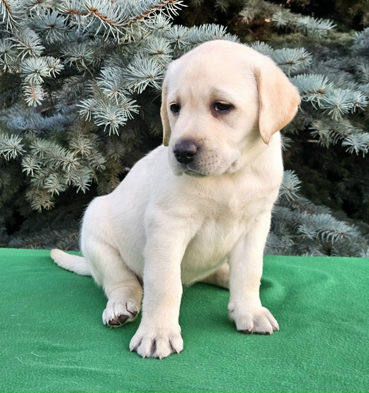 Лабрадор купить в Курской Животные и зоотовары Авито
