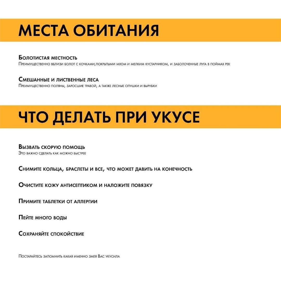 В Московской области широко распространены такие ядовитые змеи, как гадюки В Московской области широко распространены такие ядовитые змеи, как гадюки