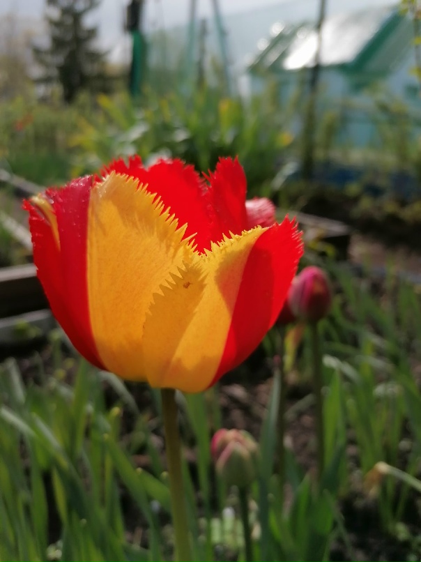 Татьяна Солодова | Великий Новгород