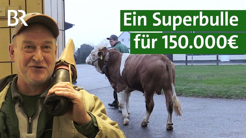 Teuer, aber profitabel: Ein Stier für , Unser Land, BR