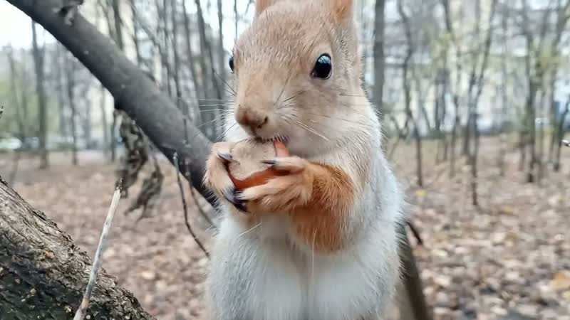 Белки, орехи, суета, Squirrels, nuts,