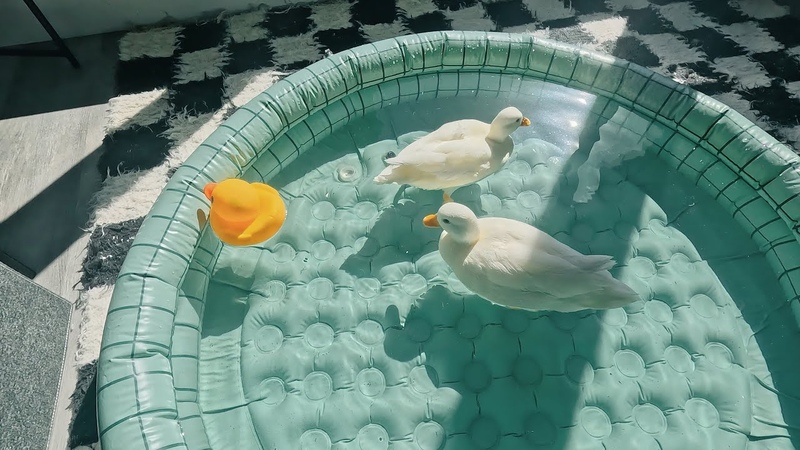 Discover the Unexpected Joy of Pet Ducks Swimming in a