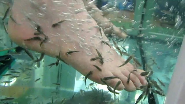 Amanda Fish Feet ( Garra Rufa Fish